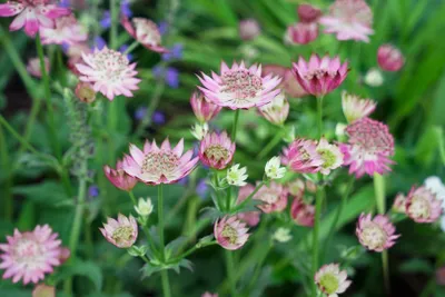 Produktbild von Astrantia major 'Rosea', Sterndolde, rosa, ca. 11x11 cm Topf
