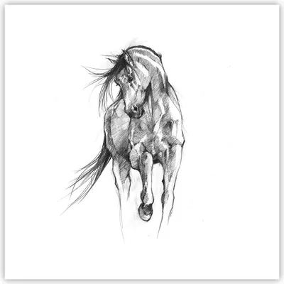 Produktbild von Poster - Poster ohne Rahmen - Pferd Galopp Tier - 40x40 cm - Wand Bild - Wanddeko - Wandbilder - Kunstposter - Wandposter - Bilder - Kunstdruck - Wanddekoration - Wandbild - P2XAC40x40-5080