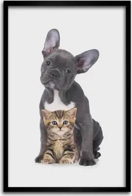 Produktbild von Bild - Bilderrahmen - 40 cm x 60 cm - MDF - Rahmen - Wandkunst - Hund und Katze
