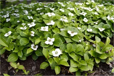 Produktbild von Stauden Gänge 10 x Cornus canadensis - Kanadischer Teppich Hartriegel - Der bodendeckende Blickfang für schattige Ecken - Toller Furchtschmuck