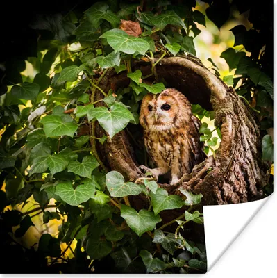 Produktbild von MuchoWow® Poster Ein Waldkauz in einem Baumstamm 50x50 cm - Wohnzimmerdekoration