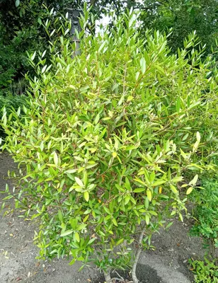 Obrázok produktu pre Pillyrea angustifolia vždyzelená 100 - 125 cm