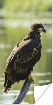Produktbild von MuchoWow® Poster Ein europäischer Seeadler schaut über das Wasser 40x80 cm - Dekoration