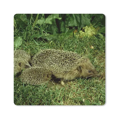 Produktbild von MuchoWow® Mauspad Mousepad Igel - Gras - Baby 20x20 cm - Mousepads - Maus Mat - Pad - Mausunterlage - Desk Mat - Bureauartikeln