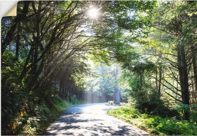 Produktbild von ARTland Wandbild, selbstklebend Sonniger Wald Größe: 130x90 cm