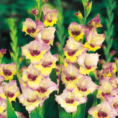 Obrázok produktu pre Gladiolus Veľkokvetý Gladiolus Sapporo 5 ks cibule gladiolus