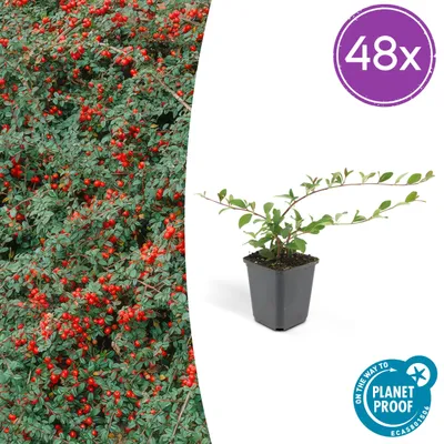 Image de Cotoneaster dammeri | 48 pièces - 10-25cm - Ø9cm - Plante de jardin