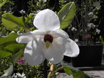 Produktbild von Magnolia sieboldii - Sommermagnolie - Ursprungsart - 60-80