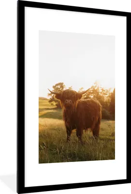 Produktbild von MuchoWow® Gerahmtes Poster Schottischer Hochländer - Gras - Sonne 60x90 cm - Poster mit Schwarzem Bilderrahmen Wandposter Rahmen Foto Bilder - Dekoration - Wandposter Wohnzimmer - Hochwertig