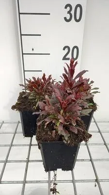 Image de 6 x Gaura lindh. 'Blaze'® ( oenothera lindh.) - Gaura - pot 9 x 9 cm