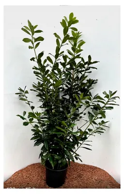 Produktbild von 25 Stück Kirschlorbeer Novita 150-180 cm buschige Pflanzen