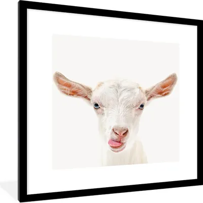 Produktbild von MuchoWow® Gerahmtes Poster Ziege - Porträt - Junge - Mädchen - Kinder - Weiß 40x40 cm - Poster mit Schwarzem Bilderrahmen Wandposter Rahmen Foto Bilder - Poster - Plakat im Rahmen