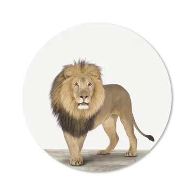 Produktbild von MuchoWow® Mauspad Mousepad Tiere - Löwe - Weiß 40x40 cm - Mousepads - Maus Mat - Pad - Mausunterlage - Schreibtisch Accessoires