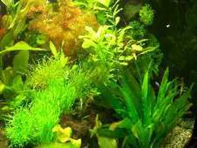 Produktbild von XXL Südamerika Aquarienpflanzen Set für 500-600 l