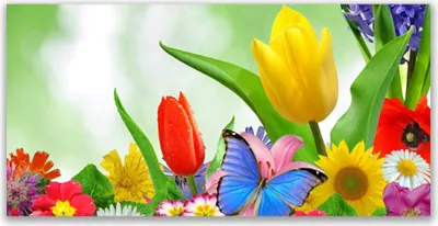 Produktbild von Glasbilder 140x70 Wandbild Druck auf Glas Schmetterling Blumen Natur