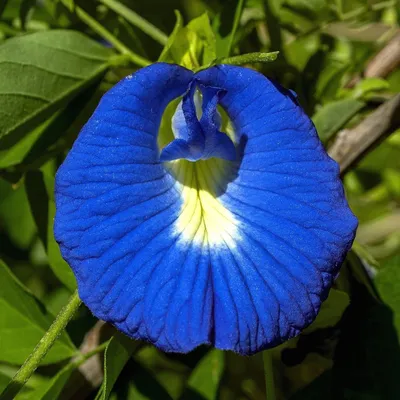 Produktbild von Schmetterlingswicke (Clitoria ternatea)  - 20 Samen