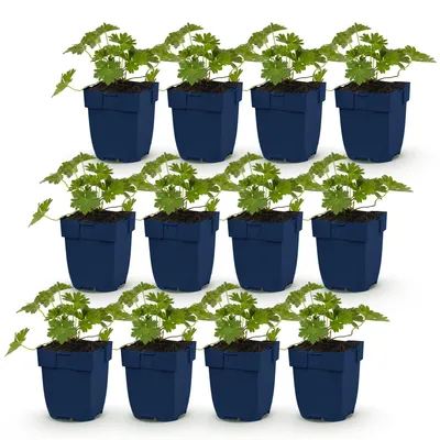 Image de Green boutiQ - Plante vivace - Géranium « Rozanne » - Géranium - Couvre-sol - Bleu - 12 plants - Pot de 11 cm - Hauteur 15-25 cm