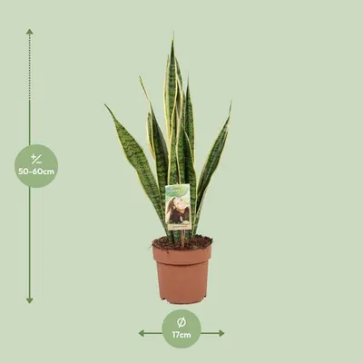 Zdjęcie produktu dla Sansevieria trifasciata Laurentii – „język teściowej” – roślina doniczkowa