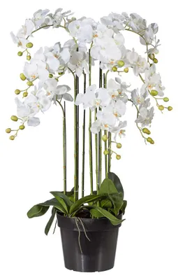 Produktbild von Kunstblume Phalaenopsis. Orchidee im Topf, ca. 110cm. Weiß