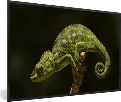 Produktbild von MuchoWow® MuchoWow® Gerahmtes Poster Ruhendes Chamäleon 60x40 cm - Poster mit zchwarzem Bilderrahmen - Printing - Wanddeko Schlafzimmer