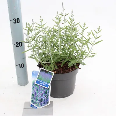 Immagine prodotto di Perovskia atriplicifolia Lacey Blue ('Lisslitt'PBR) - Perovskia blu | 25-30 cm in vaso