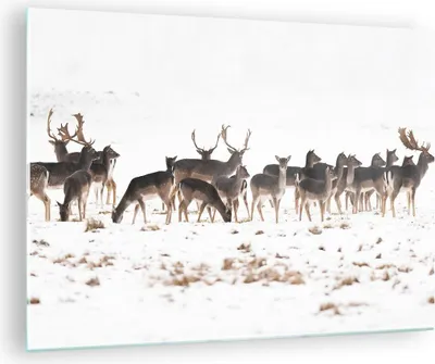 Produktbild von Bilder auf glas - Hirsch Winter Tierwelt Landschaft - 70x50cm - Glasbilder - Wandbilder - Kunstdruck - zum Aufhängen bereit - Wanddekoration aus Glas - Glas Bilder - Wandbild auf Glas - GAA70x50-3144