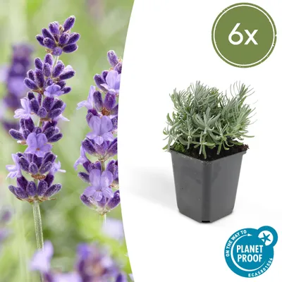 Image de Plante de lavande - Lavandula angustifolia « Hidcote » - Véritable lavande - Pot de 9 cm - Lot de 6 plantes