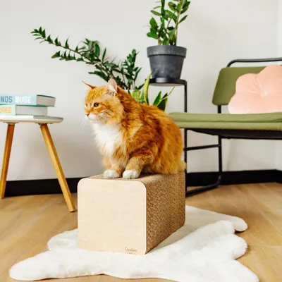 Immagine prodotto di Creative Pets Tiragraffi Cartone per Gatti 37x21,5x21,5 | Giochi per Gatti Tiragraffi+ Casetta di Cartone di Alta Qualità Rinforzato con Compensato