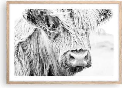 Produktbild von Gerahmtes Poster - Rahmen in heller Eiche - Kuh Scotch Tier - 70x50 cm - Wand Bild - Wanddeko - Wandbilder - Kunstposter - Wandposter - Bilderrahmen - Bilder - Kunstdruck - P2NAA70x50-5129