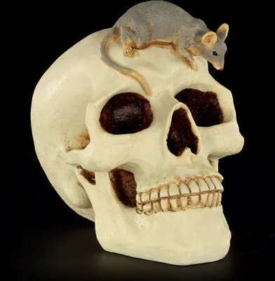 Produktbild von Spardose - Totenkopf mit Maus / Totenschädel Sparbüchse