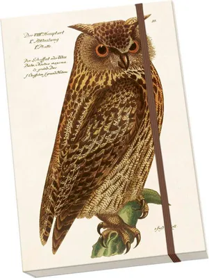Image de Notýsek Forêt Animaux Hibou