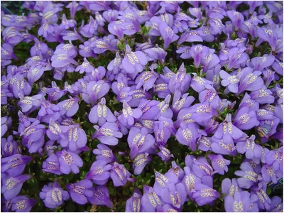 Produktbild von Stauden Gänge 100 x Mazus reptans - Lippenmäulchen - Eine farbenfrohe Grundlage für kreative Gartengestaltung - Trittfest - Bodendecker