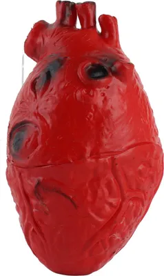 Obrázek produktu pro Umělé srdce z latexu – v životní velikosti, krvavá hororová dekorace na Halloween, realistická rekvizita na večírky a strašidelnou výzdobu