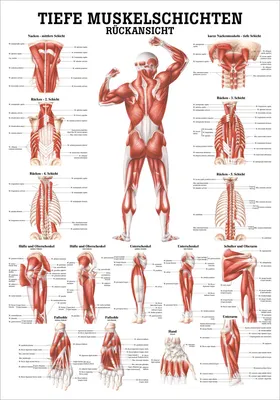 Produktbild von Tiefe Muskelschichten-Rücken Mini-Poster Anatomie 34x24 cm med. Lehrmittel