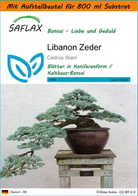 Produktbild von SAFLAX - Garden in the Bag - Bonsai - Libanon Zeder - 20 Samen - Mit Anzuchtsubstrat im praktischen, selbst aufstellenden Beutel - Cedrus libani