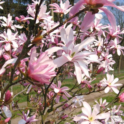Image de Magnolia  - Magnolia loebneri « Leonard Messel »  | 50-60 cm en conteneur