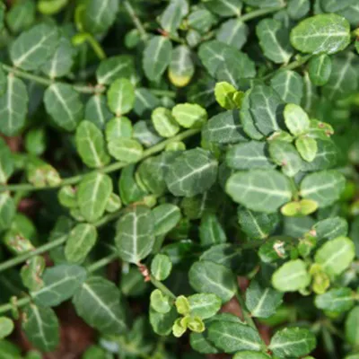 Obrázok produktu pre 2 ks kríky 'Minimus' (Euonymus fortunei) | 20-30 cm, v kvetináči