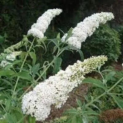 Produktbild von Buddleja davidii White Profusion 25-30 cm Schmetterlingsflieder Sommerflieder - Fliederspeer