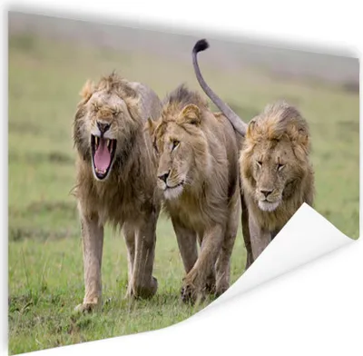 Produktbild von MuchoWow® Poster Löwe - Jungtier - Gras 180x120 cm - Fotoplakat