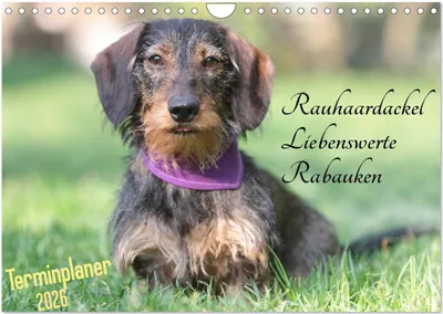 Produktbild von Familienplaner - Liebenswerte Rabauken - Rauhaardackel (Wandkalender 2026 DIN A4 quer), CALVENDO Monatskalender