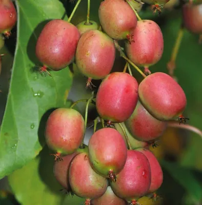 Produktbild von KIWI ‘Ananasnaja‘ - weiblich  2L