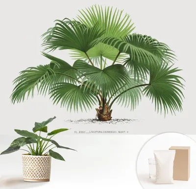 Produktbild von Fototapete  - 152x104 cm - Tapete - Wandtapete - Wandbilder  - Dekofolie - Tapete Folie - Wand - Dekoration - Wohnzimmer - Exotische Palme