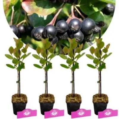 Produktbild von Set mit 4 Apfelbeeren – Aronia melanocarpa „Hugin“ – Höhe 25 cm – 9 cm Topf