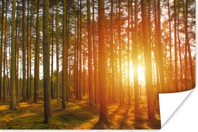 Produktbild von MuchoWow® Poster Herbst - Wald - Sonne 120x80 cm - Bilder
