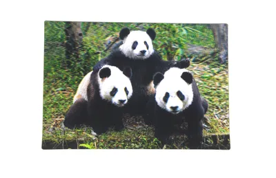 Produktbild von 3 D Ansichtskarte Pandas, Pandabären  Postkarte Wackelkarte Hologrammkarte Tiere Panda