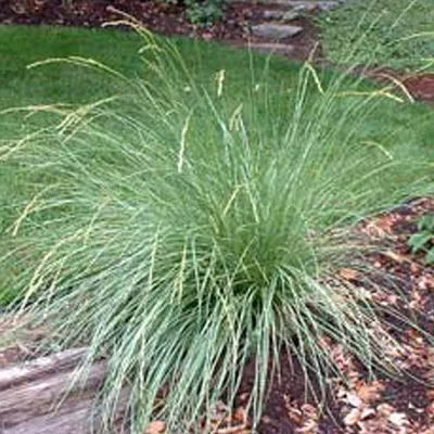 Obrázek produktu pro 6 x kostřava atlaská - Festuca mairei | květináč 9 cm x 9 cm