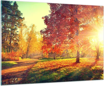 Produktbild von Bilder auf glas - Park Herbst Baum - 100x70cm - Glasbilder - Wandbilder - Kunstdruck - zum Aufhängen bereit - Wanddekoration aus Glas - Glas Bilder - Wandbild auf Glas - Einteilig - GAA100x70-3654