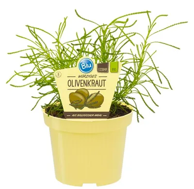 Produktbild von Olivenkraut- Santolina viridis - Kräuterpflanze im 12cm Topf