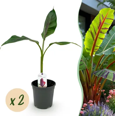 Image de GreenboutiQ - Plante fruitière - Plante banane - Musa sikkemensis Red Tiger - Rustique - 2 plantes - Pot 17cm Hauteur 40cm