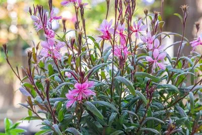 Produktbild von Stauden Gänge 1 x Gaura lindheimeri 'Siskiyou Pink‘ - Prachtkerze Rosa - Dauerblüher - Unermüdliche Blütenpracht für sonnige Beete